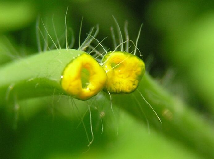 celandine herb to remove papillomas on the neck