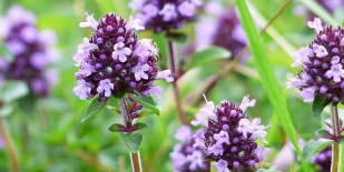 Thyme strengthens the sexual stamina of men