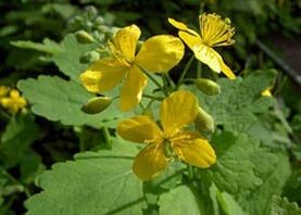 Celandine is the most effective plant for removing warts. 